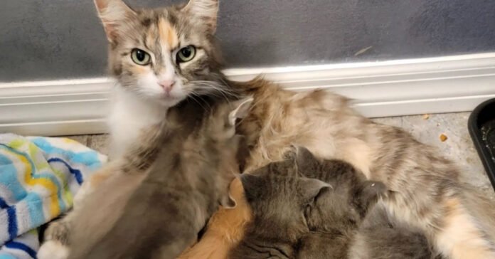 Rehoused While Raising Kittens, Exemplary Cat Takes Care of Litter Despite Difficulties (Video)

