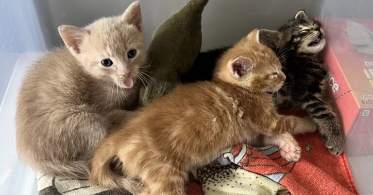 a delivery man delivers 3 orphaned kittens to a woman with a big heart (video)

