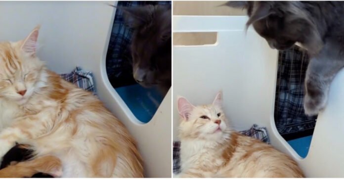 A cat father's unconditional love for his feline family melts millions of internet users (video)

