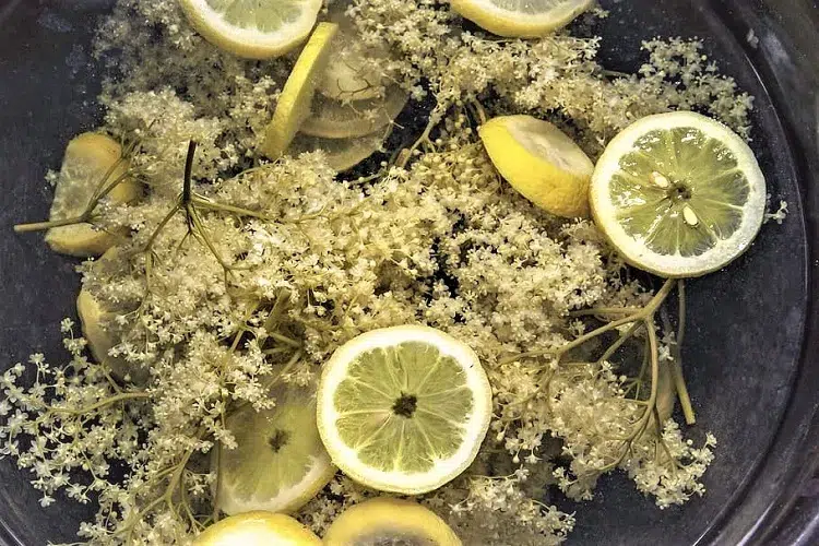 elderflower jelly how to consume it