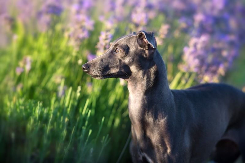 Greyhound: an energetic breed