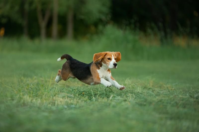 7 most energetic dog breeds