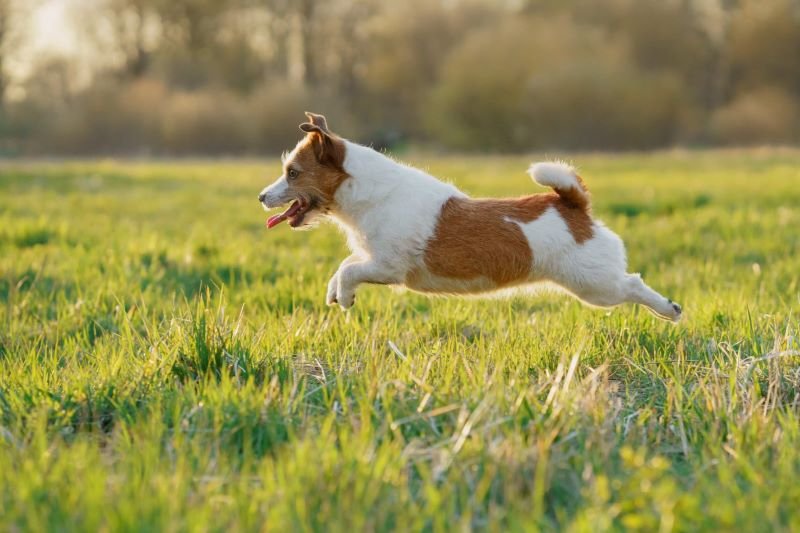 7 most energetic dog breeds