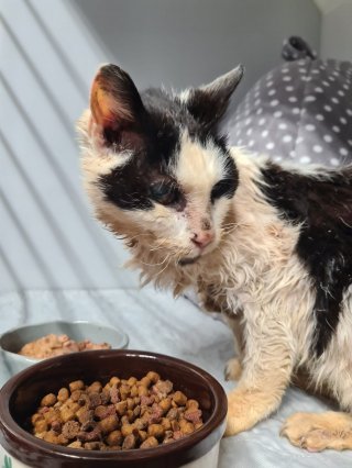 Illustration of the article: A 25-year-old cat is discovered in bad shape by a passer-by unaware that she has been looking for her for 2 years