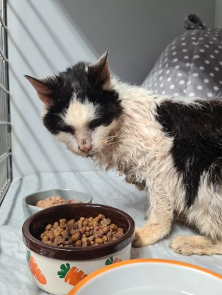 Illustration of the article: A 25-year-old cat is discovered in bad shape by a passer-by unaware that she has been looking for her for 2 years