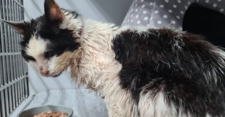 A 25-year-old cat is discovered in bad shape by a passerby unaware that she has been looking for her for 2 years

