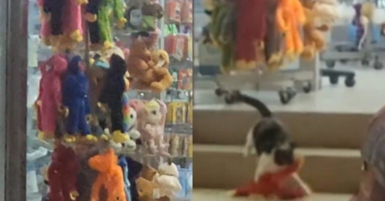 This thieving cat has a penchant for stuffed animals, which he does not hesitate to steal from stores (video)