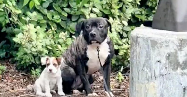 These 2 Dogs Abandoned Together But Separated At The Shelter Explode With Joy When They Are Adopted Together (Video)

