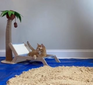 Illustration of the article: A cat enjoys a day at the beach without leaving its home thanks to its owner's ingenuity (video)