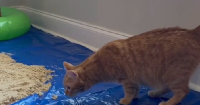 A cat enjoys a day at the beach without leaving its home thanks to its owner's ingenuity (video)

