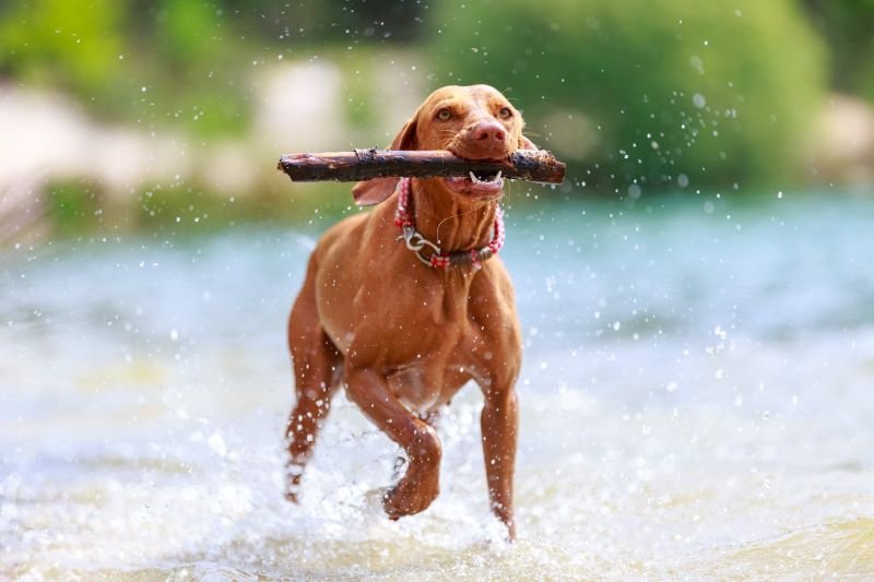 7 most energetic dog breeds