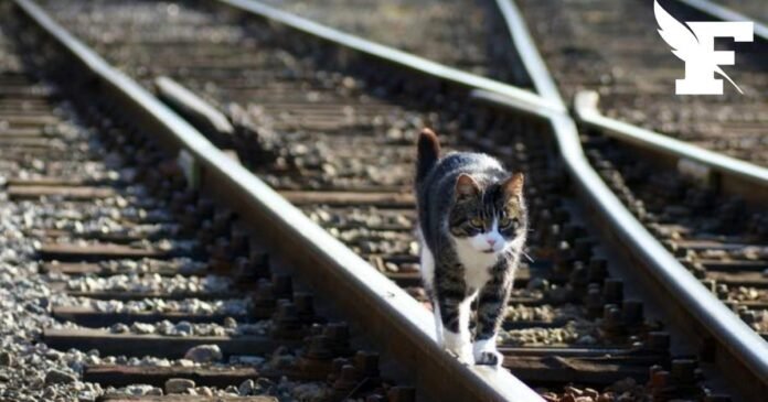 TGV, the cat and the 