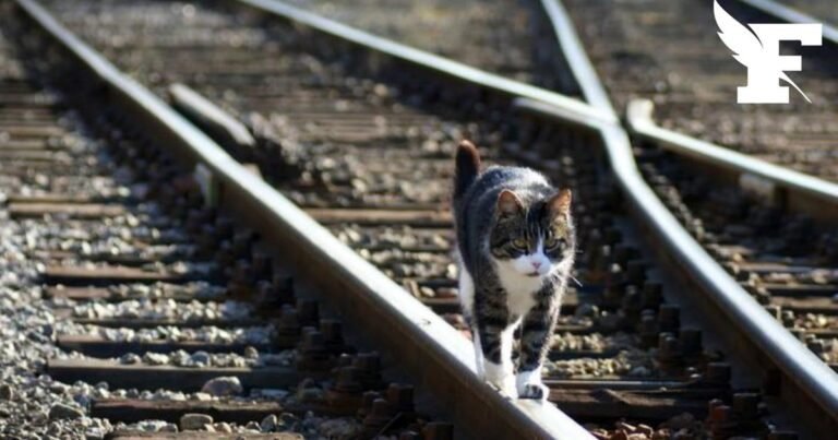 TGV, the cat and the “social debate”