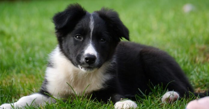 Ingestion of an everyday object endangers the life of a 3-month-old puppy

