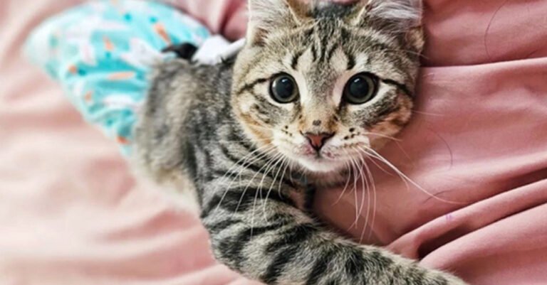 Triple amputee kitten shows extraordinary courage (video)