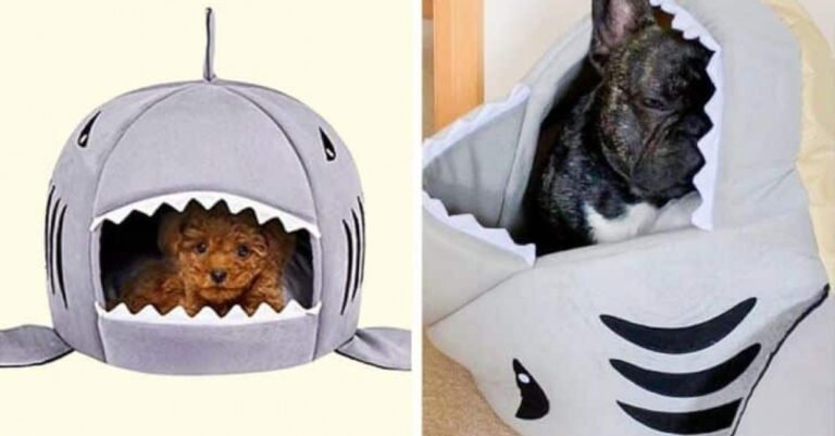 20 funny pictures of gifts for dogs and cats that didn’t have the expected effect