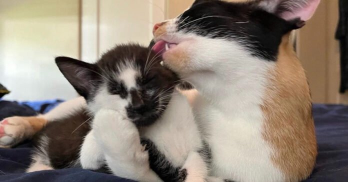 Brave young cat overcomes obstacles to raise her 3 adorable kittens

