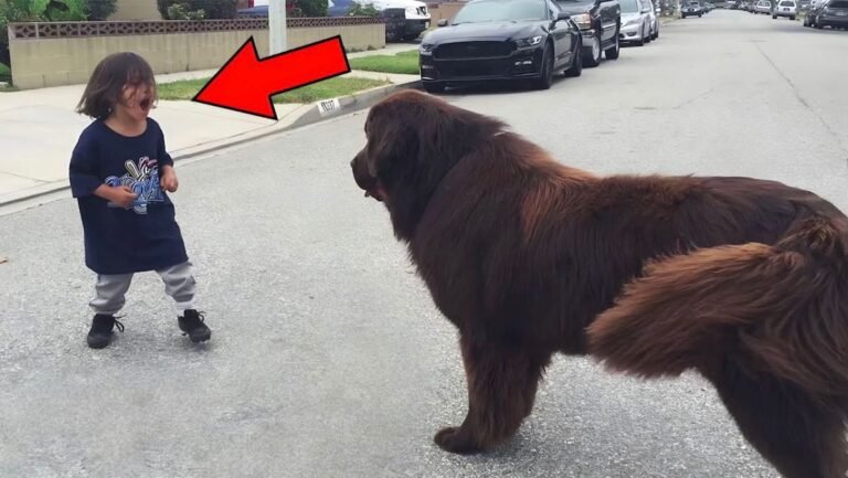 A child runs into a dog in the street, you will never believe what will happen