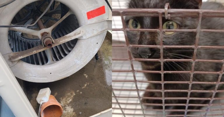 Rescuers did not expect the cat stuck in the air cooler to make it out alive
