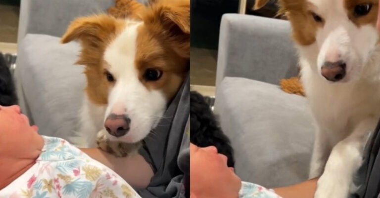 Border Collie’s adorable reaction to meeting his new human baby sister (video)