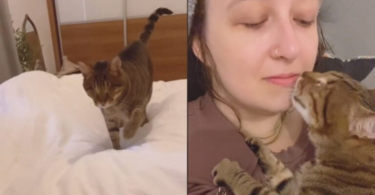 New video of Dmitri The Blind Cat reveals adorable morning ritual he shares with his human