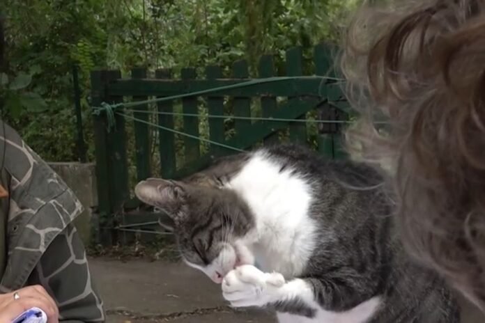  VIDEO.  Faced with the influx of cats, an association on the edge of the financial abyss

