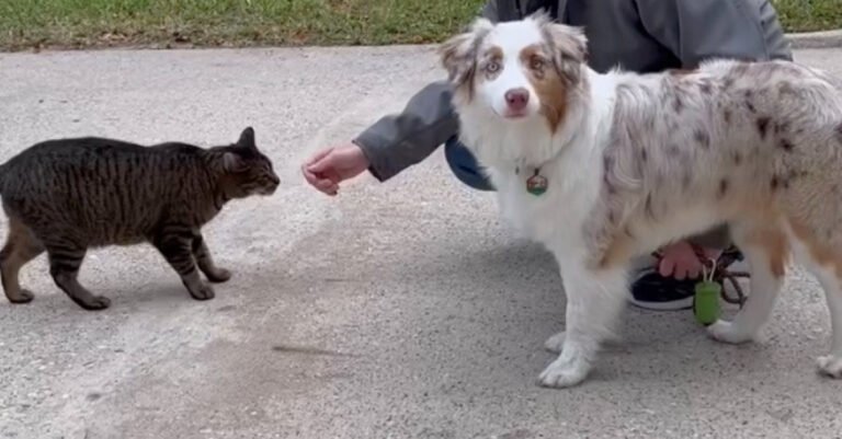 A stray cat likes a dog in his neighborhood and visits him every day (video)