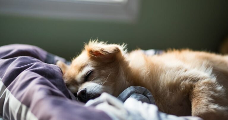 Dogs, cats: do our pets dream about us?

