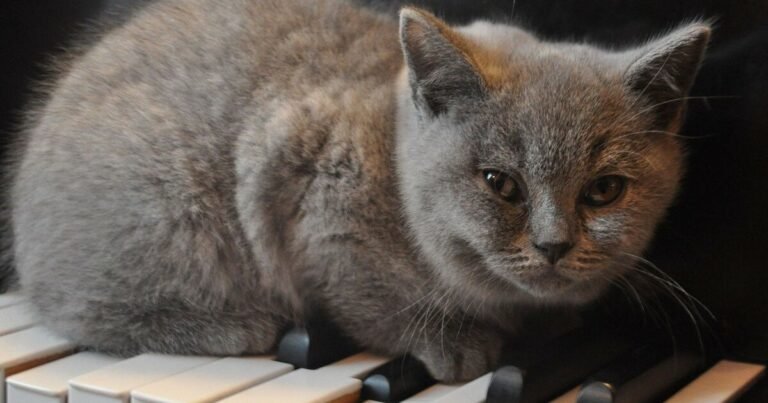 Musical rhythm: here’s cats’ favorite music!