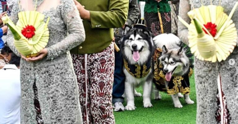 Two Indonesian women are causing controversy by organizing a lavish wedding for their dogs

