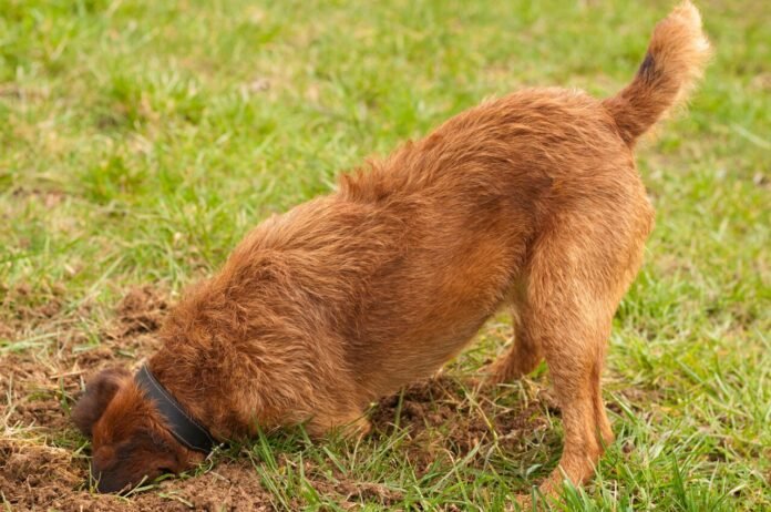 Animals: why is my dog ​​digging holes in the garden?

