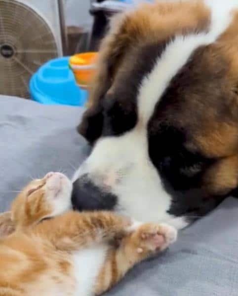 This rescued kitten meets the family's St.  Bernard dog, his reaction is moving