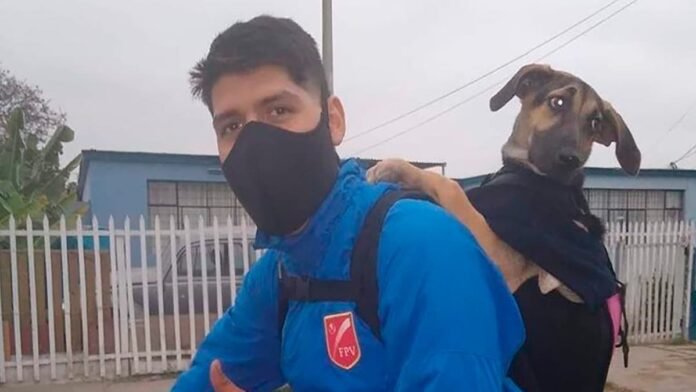 Un homme rencontre un chien errant pendant ses livraisons, leur destin est lié à jamais