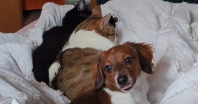 Living With Cats, This Dachshund Has Forgotten His Canine Identity (Video)

