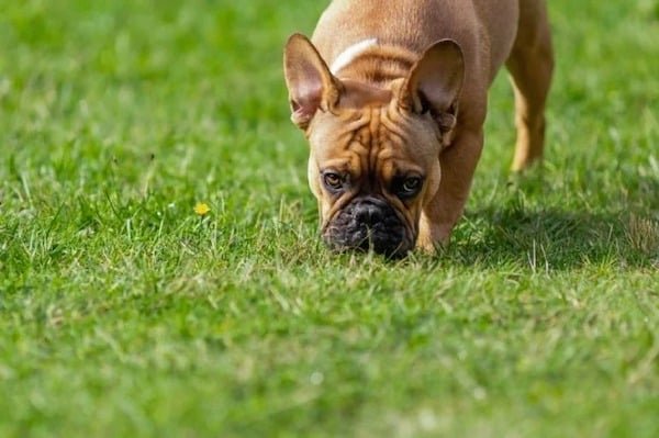 Here's why dogs and cats often eat grass