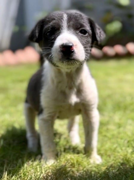 This mouse-sized puppy was found wandering the streets, his life changed forever