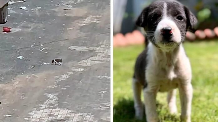 Ce chiot de la taille d'une souris trouvé errant en pleine rue, sa vie bascule à tout jamais