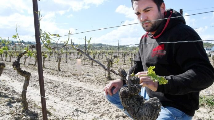 Bad weather in the Aude: is the crop insurance system really effective?

