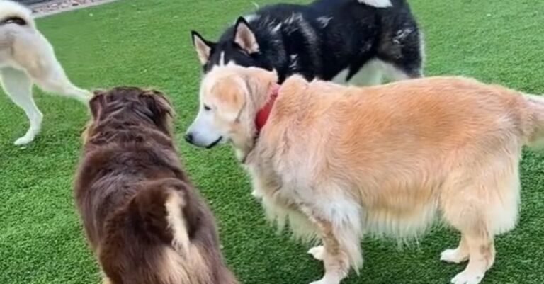 Heartwarming Video Of Elderly Golden Retriever Trying To Make Younger Friends At Dog Park (Video)

