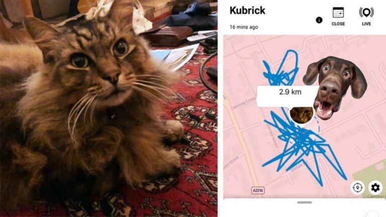 J'ai mis un GPS sur mon chat et ce que j'ai découvert est très inquiétant