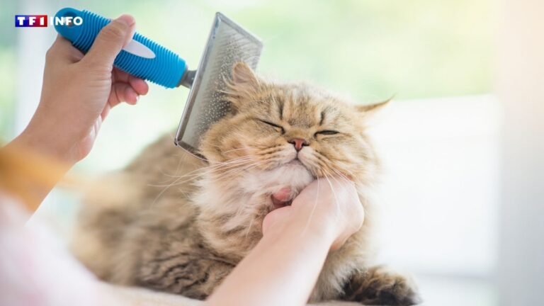 Our advice to accompany your cat calmly during the shedding

