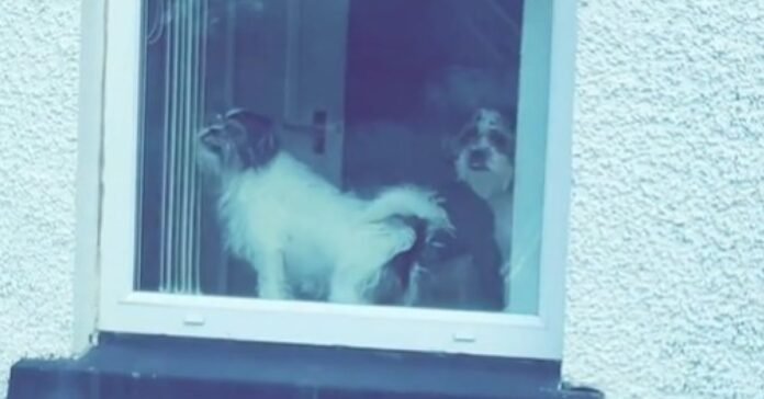 Out of excitement or revenge, a dog reacts provocatively when he sees his mistress come home (video)

