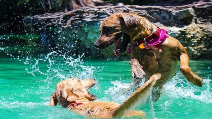 Les précautions à connaître pour assurer la sécurité de votre chien quand il est dans l'eau