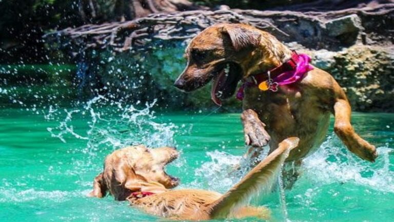 Les précautions à connaître pour assurer la sécurité de votre chien quand il est dans l'eau