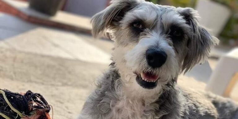 Removed from a shelter that abused animals, this dog has only known life in a cage and is waiting to find happiness

