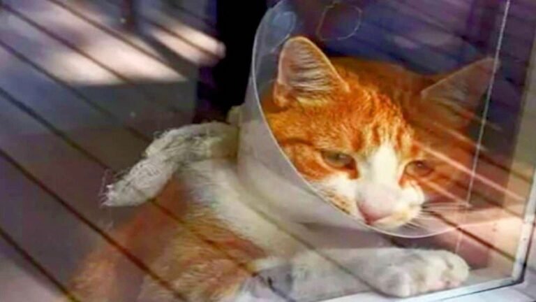Elle dépose son chat pour une opération chez le vétérinaire, le félin refuse de la laisser partir