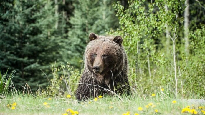 The attack of a bear in the United States, this American veteran tells about the scene on social networks

