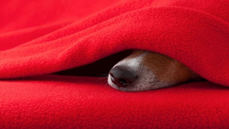 La raison pour laquelle votre chien dort sous les draps même s'il ne fait pas froid