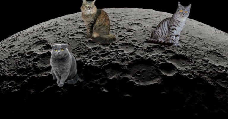 There are cats on the Moon, according to Google's AI

