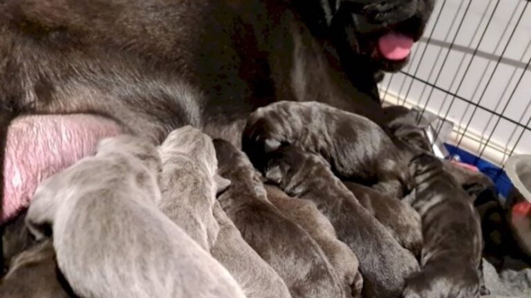 Cette chienne met bas, les propriétaires frôlent le malaise en découvrant le nombre de chiots